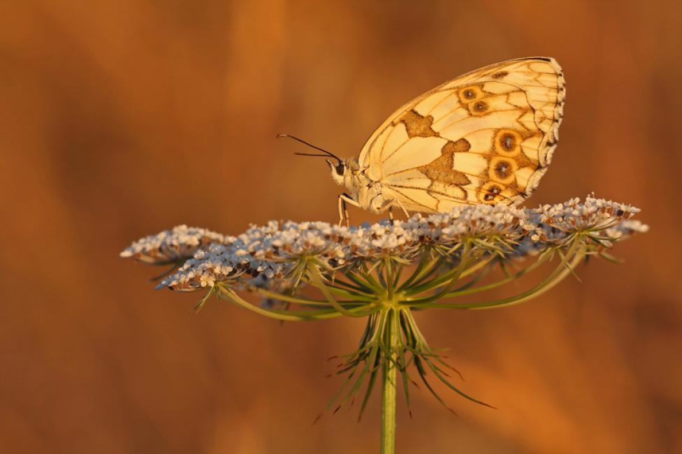 Melanargia lachesis (Hübner 1790)